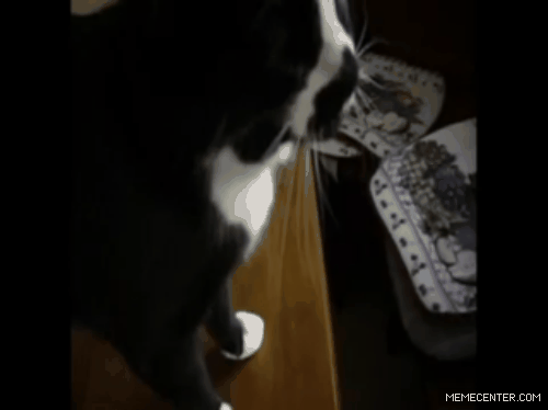 Meows1